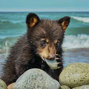 young Michigan black bear near lake Michigan