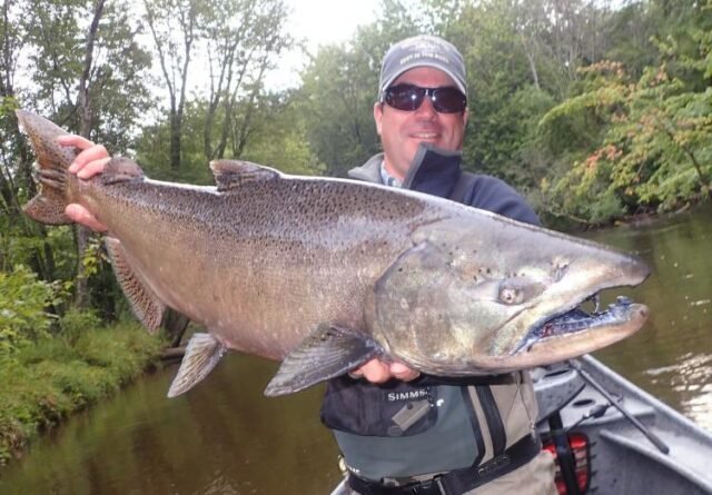 Baldwin bait & tackle monster king salmon caught.