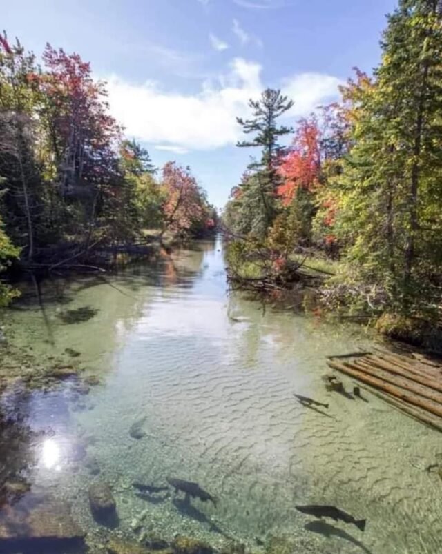 King salmon in the Crystal river near Glenn Arbor MI by Outdoor Tech Lab