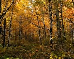 Amazing fall foliage on Isle Royale.