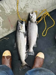 Just caught brown trout and chinook salmon from Pere Marquette Lake in Ludington, MI.